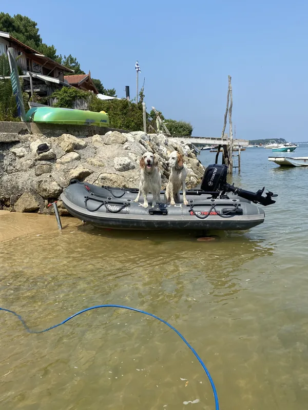 Les chiens à bord du semi-rigide