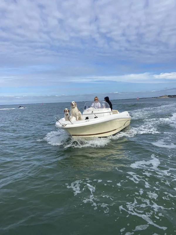 Un bateau arrive, les chiens à l’avant